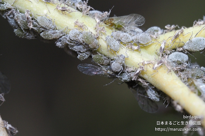 ダイコンアブラムシ