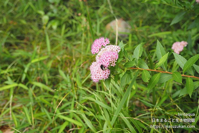 シモツケ（花）の写真