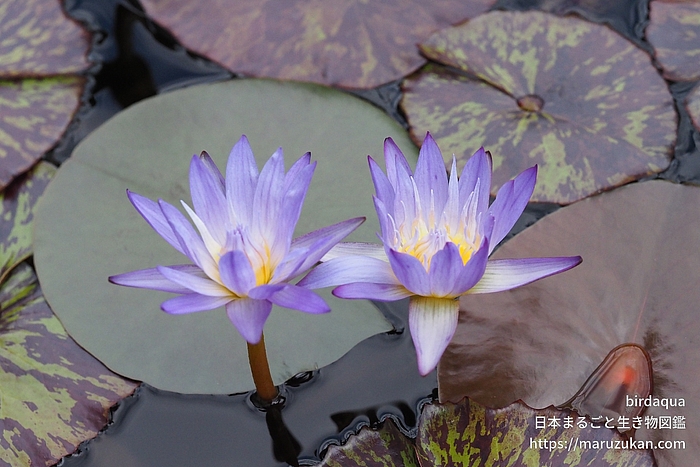 スターオブサイアム