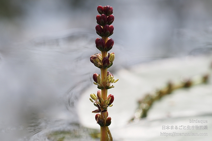 ホザキノフサモ