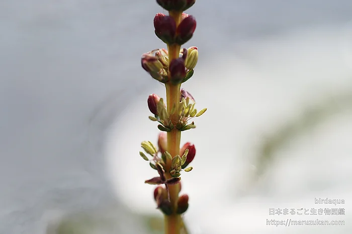 ホザキノフサモ（花）の写真