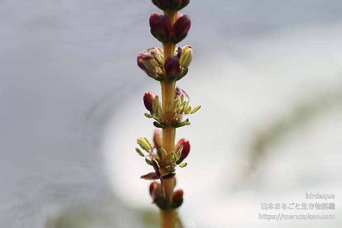 ホザキノフサモ