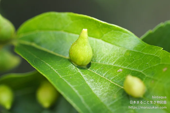 エノキトガリタマバエの写真