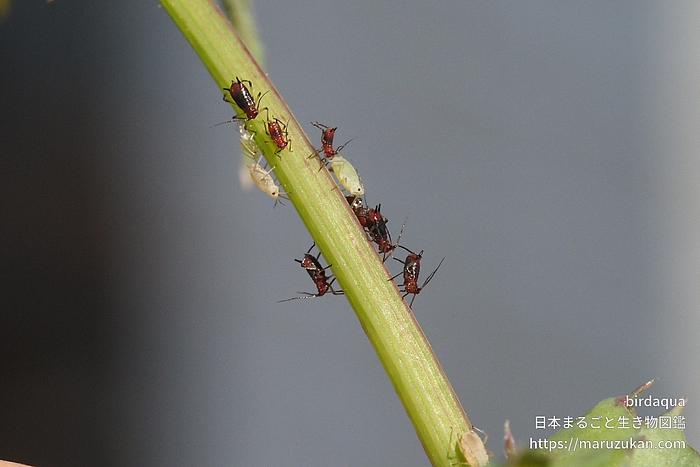 タイワンヒゲナガアブラムシ