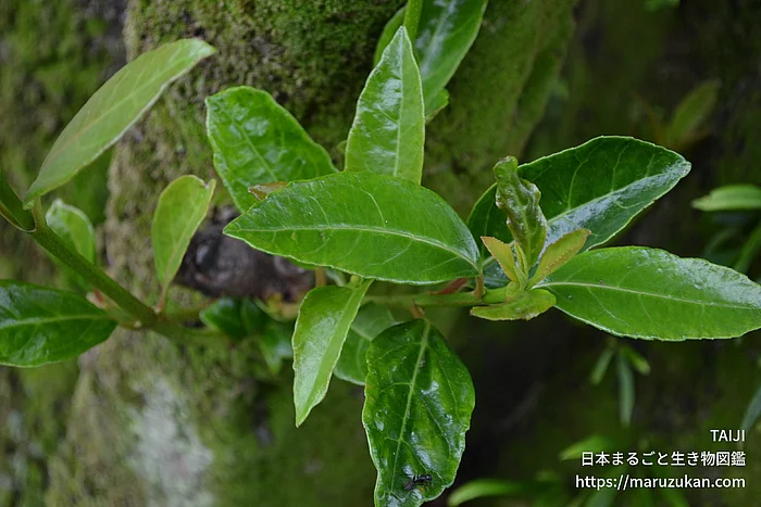サンゴジュの写真