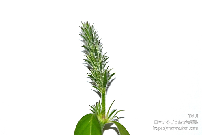 キツネノマゴ