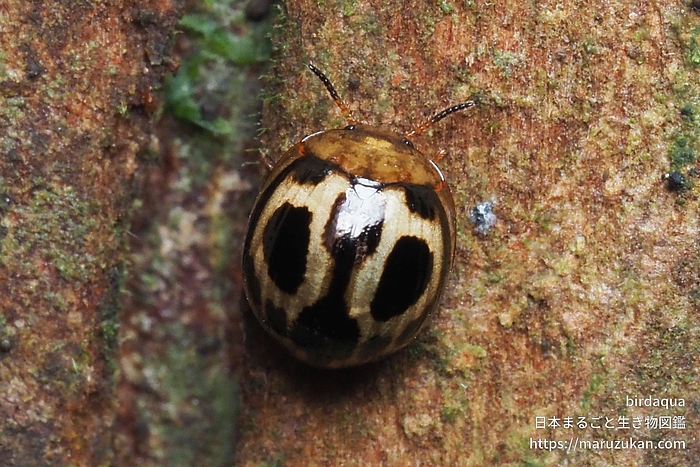 クロホシテントウゴミムシダマシ
