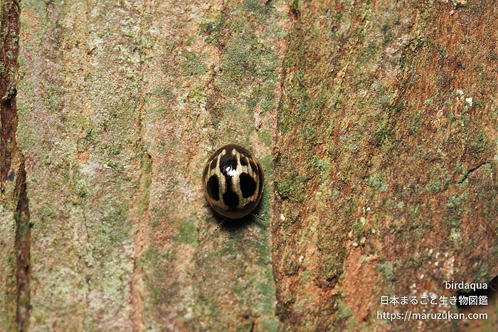 クロホシテントウゴミムシダマシ