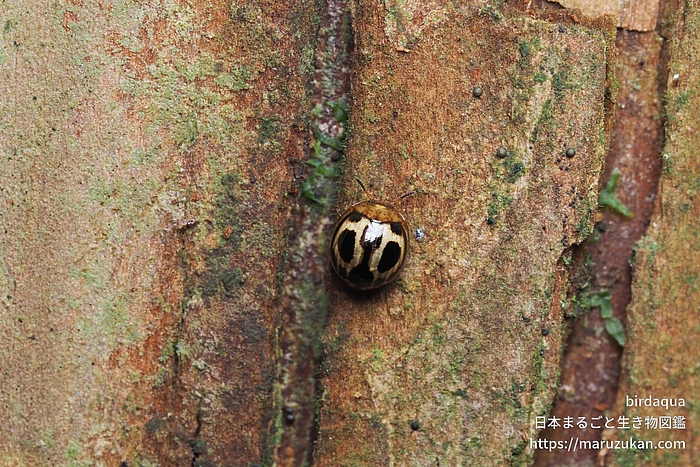 クロホシテントウゴミムシダマシ