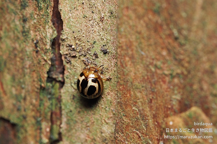 クロホシテントウゴミムシダマシ
