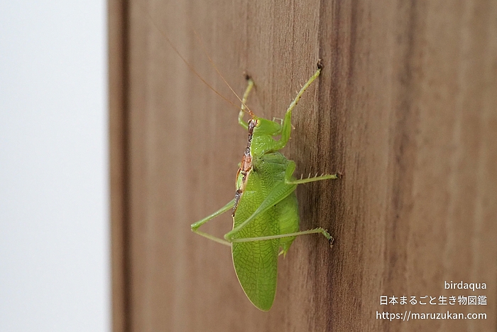 ハタケノウマオイ