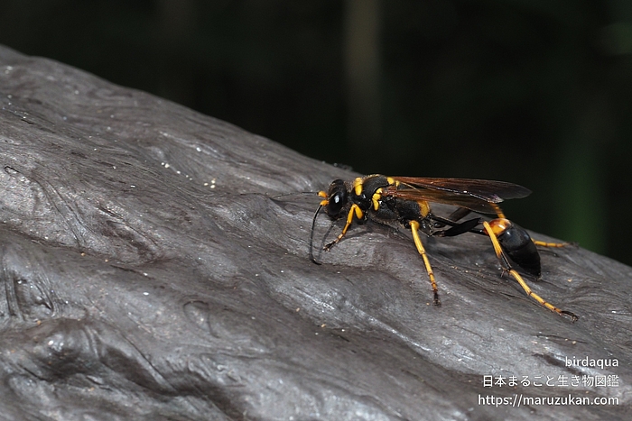 アメリカジガバチ