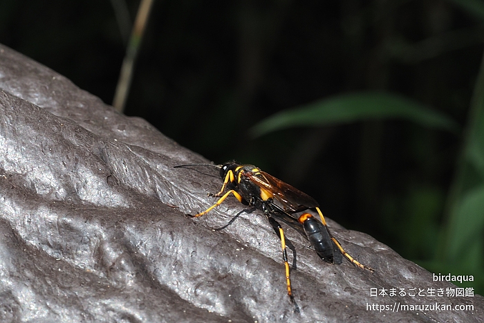 アメリカジガバチ