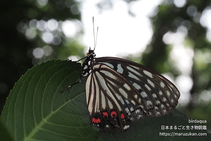 アカボシゴマダラ