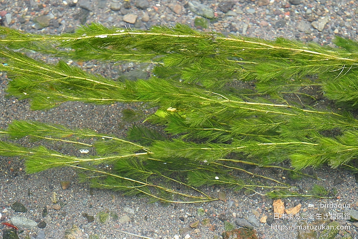 ホザキノフサモ