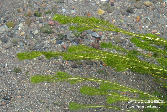 ホザキノフサモ