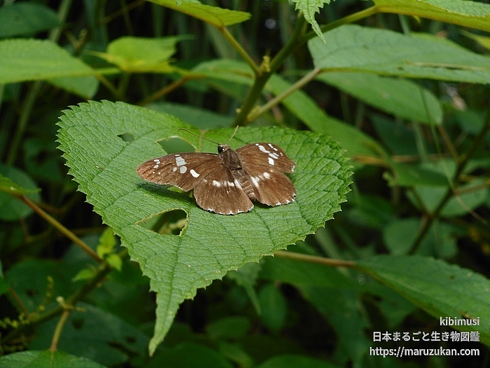 ダイミョウセセリ