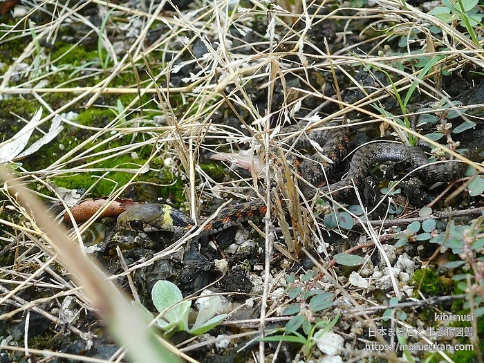 ヤマカガシの写真