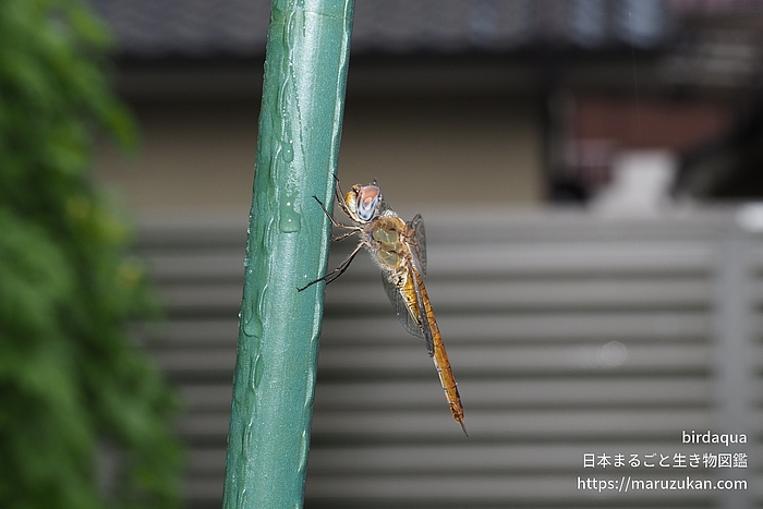 ウスバキトンボ
