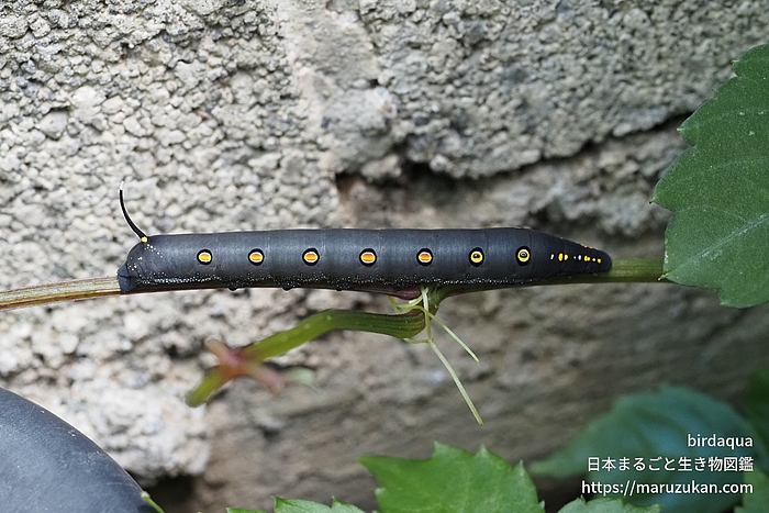 セスジスズメ