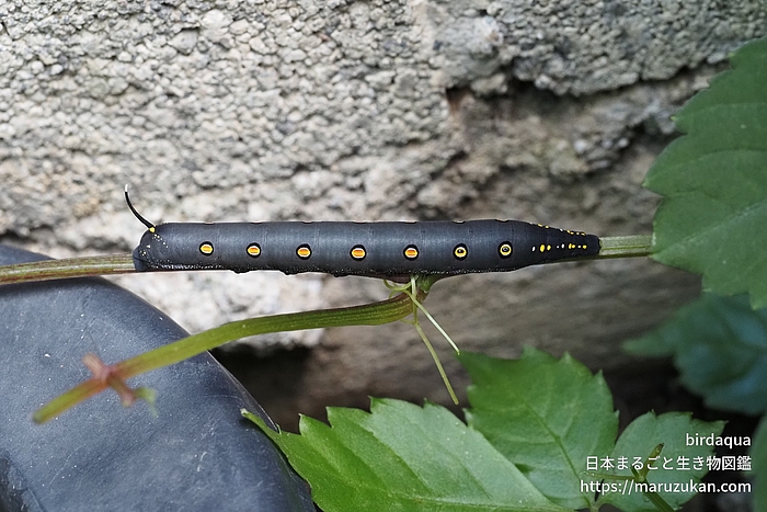 セスジスズメ
