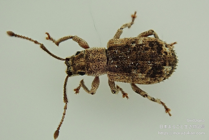 ヒレルクチブトゾウムシ