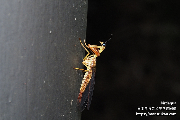 キカマキリモドキ