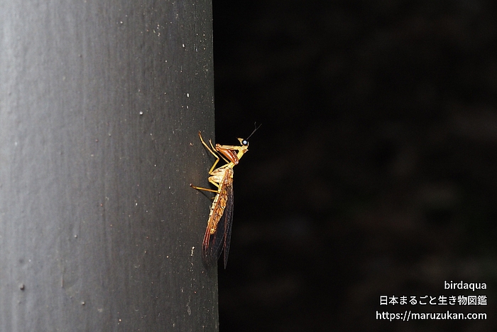 キカマキリモドキ