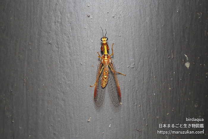 キカマキリモドキ
