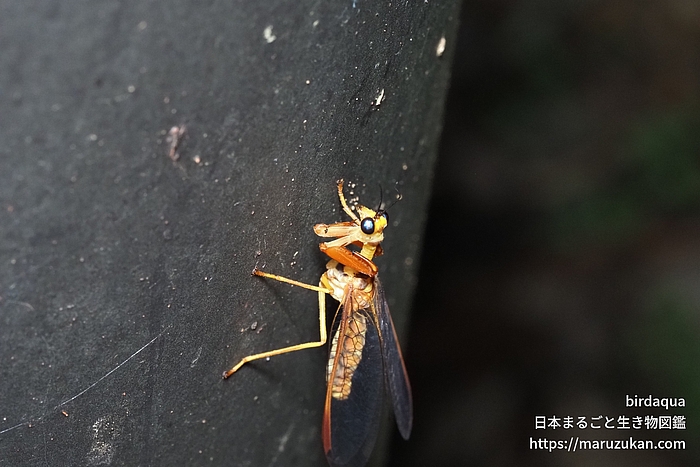 キカマキリモドキ