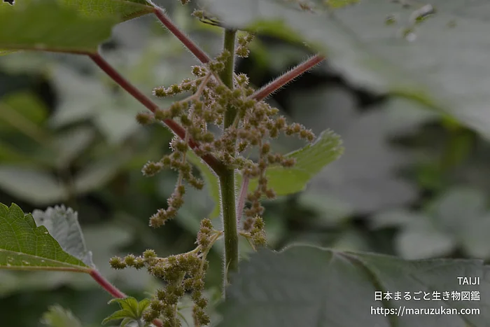 カラムシ（実・種子）の写真