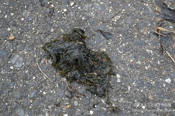 イシクラゲ（花・実以外）の写真