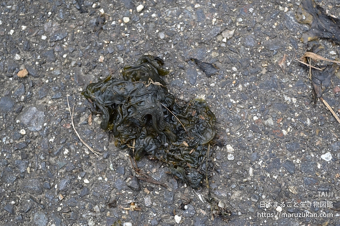 イシクラゲ