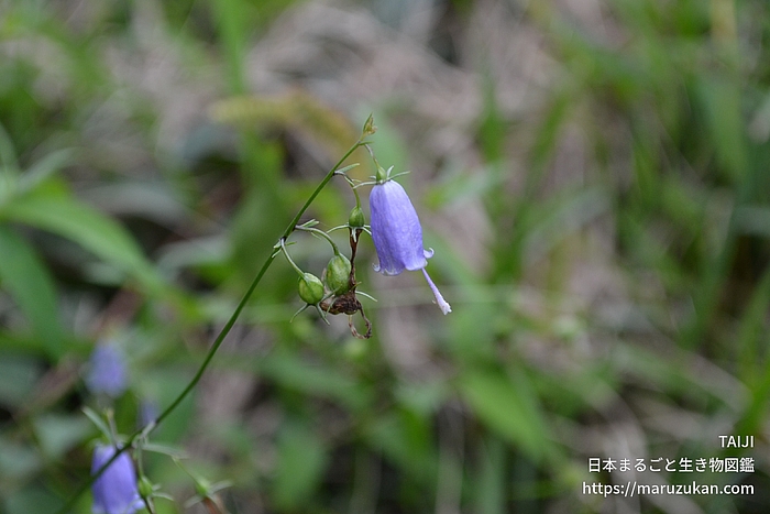 ツリガネニンジン