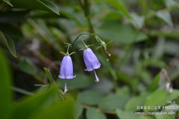 ツリガネニンジン