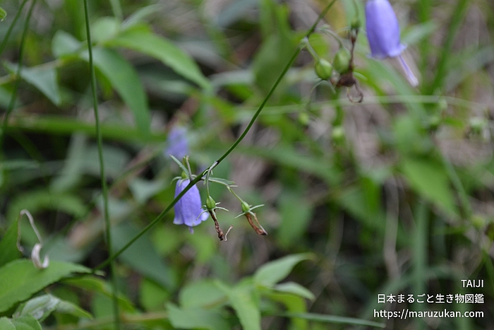 ツリガネニンジン