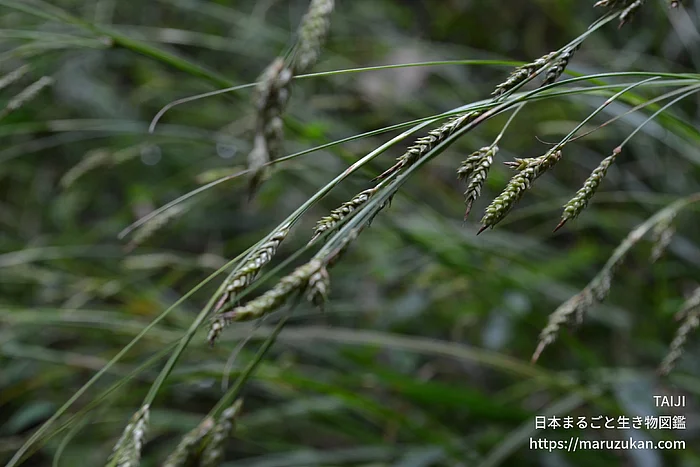 ナキリスゲ（花）の写真