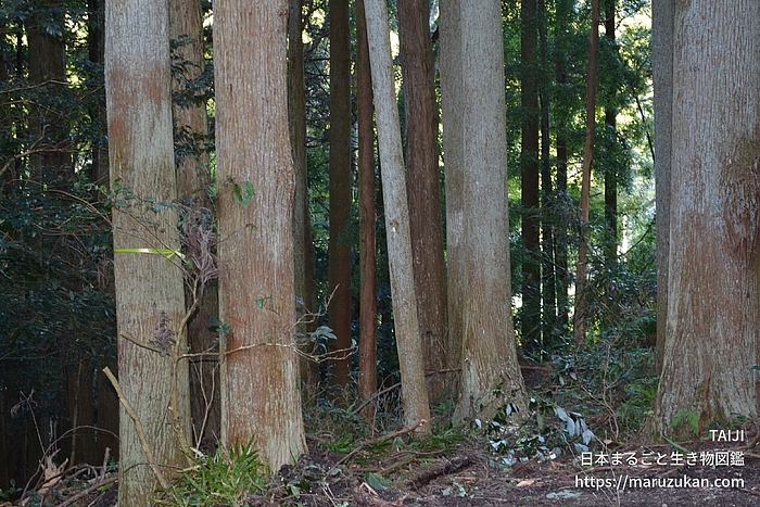 スギ