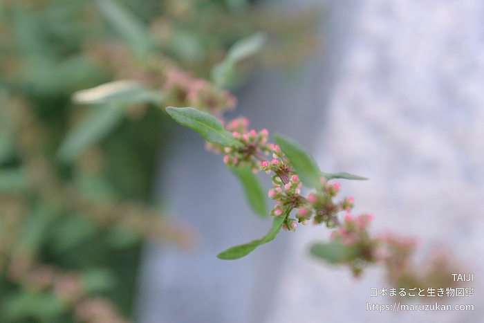 アレチギシギシ