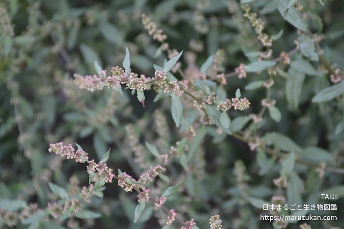 アレチギシギシ