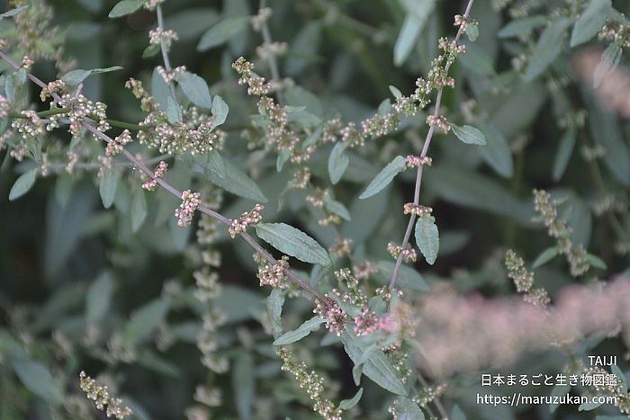 アレチギシギシ