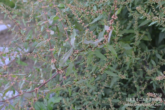 アレチギシギシ