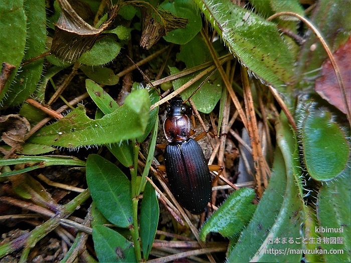 セアカヒラタゴミムシ