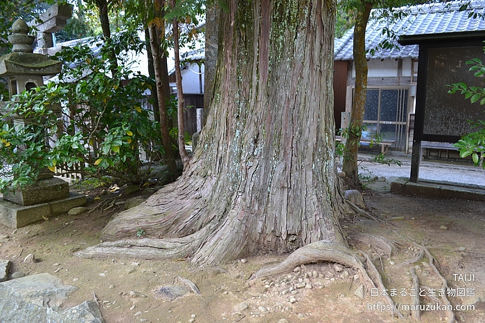 ヒノキ