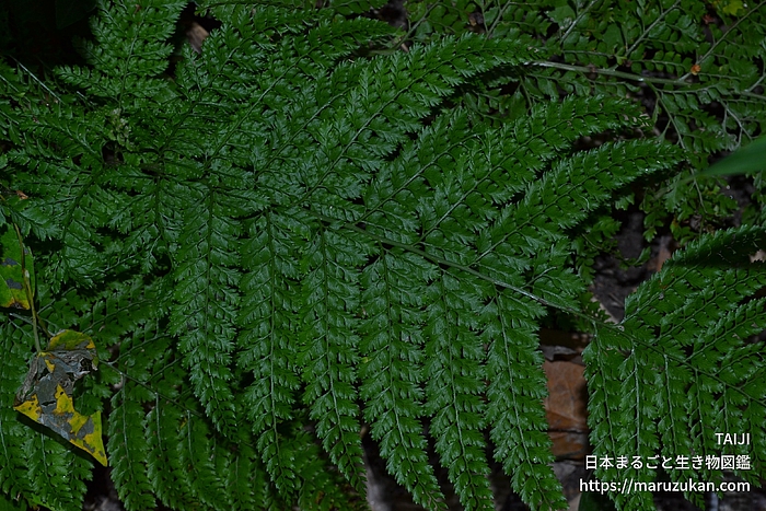 リョウメンシダ