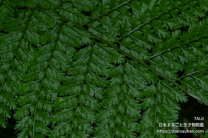 リョウメンシダ