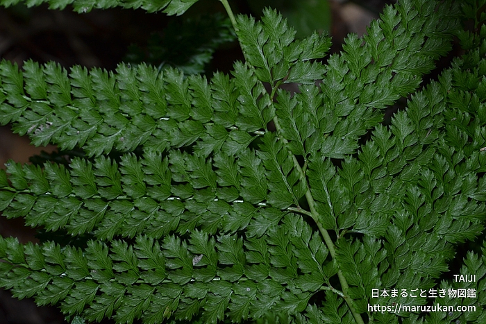 リョウメンシダ