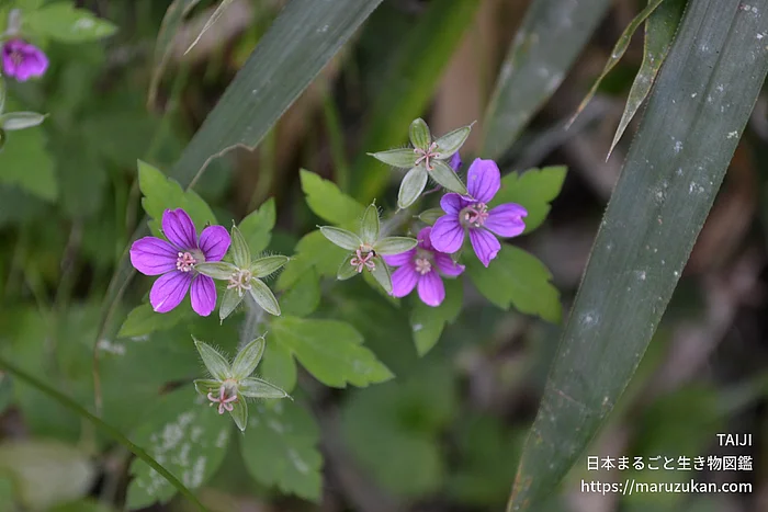 ゲンノショウコ（花）の写真