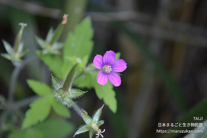ゲンノショウコ（花）の写真
