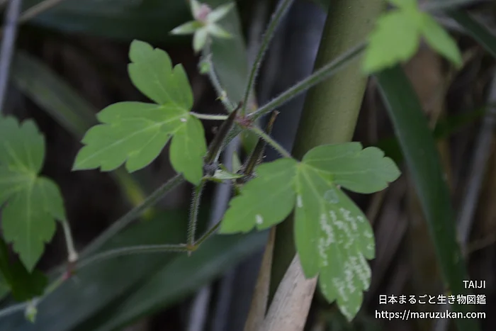 ゲンノショウコ（花）の写真